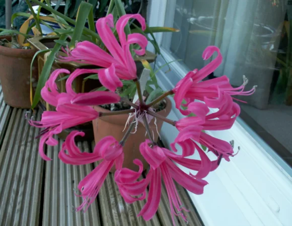 Amarine Tubergenii Anastasia