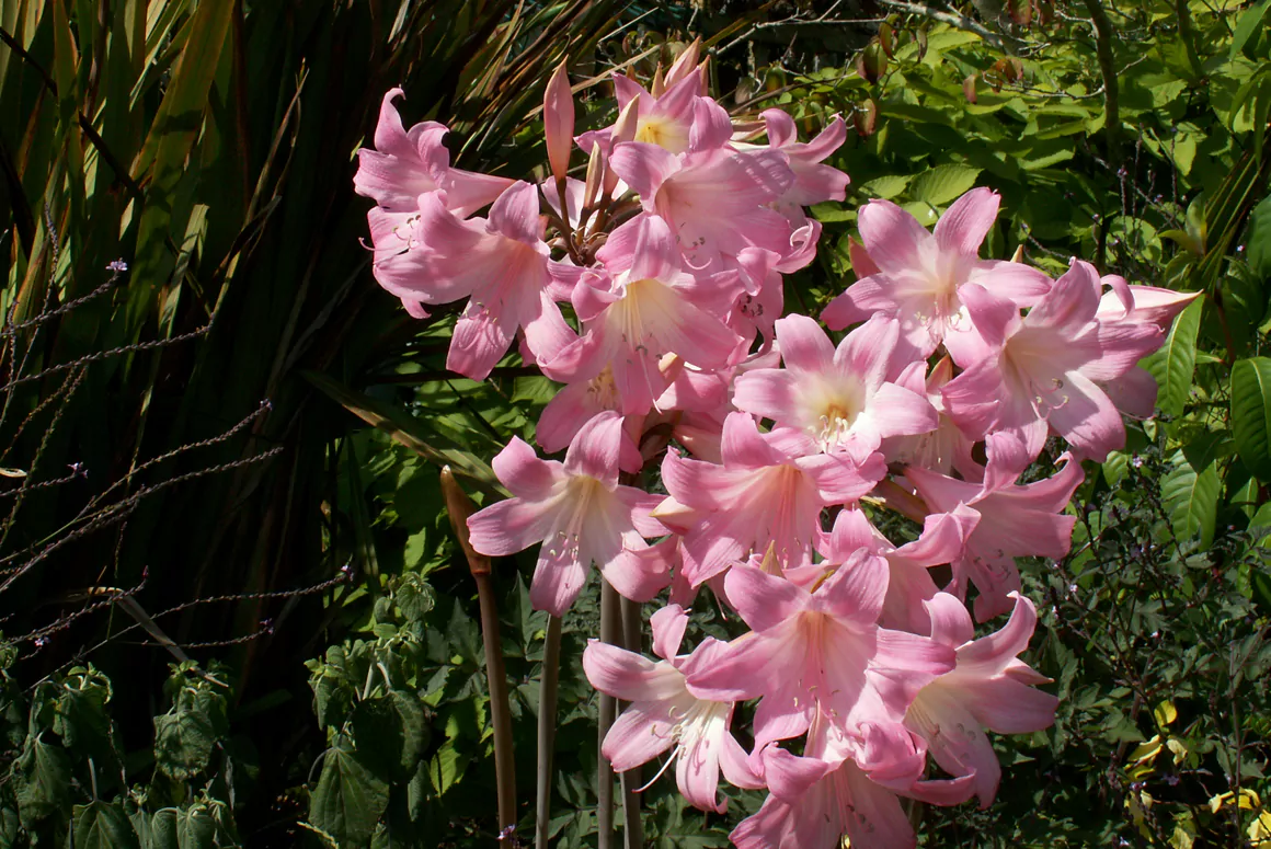 Amaryllis Belladonna