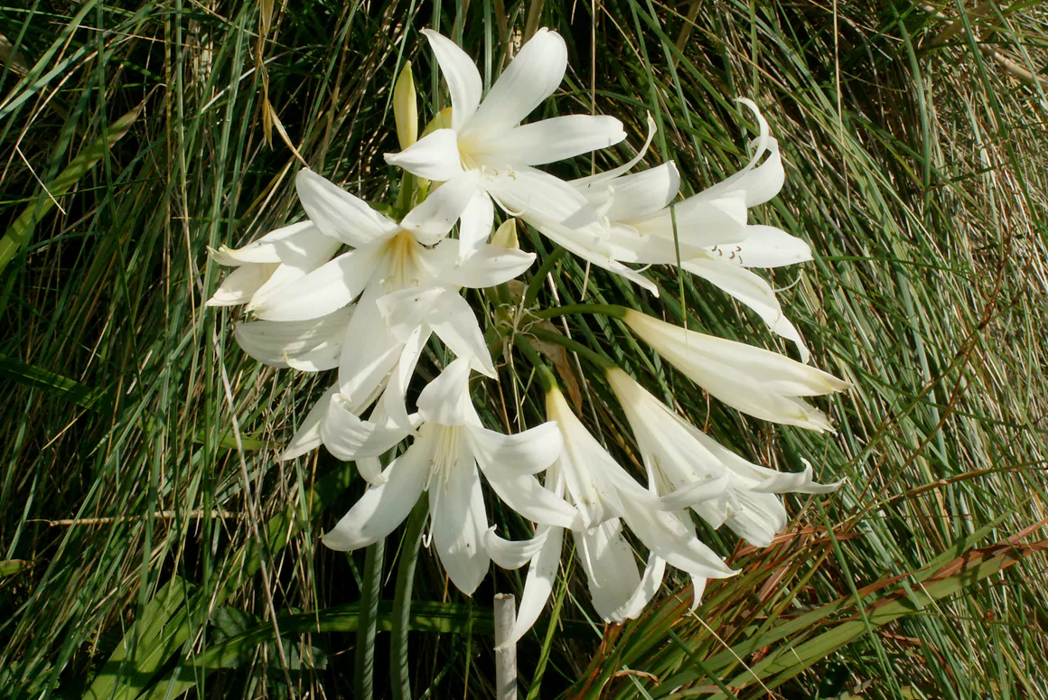 Amaryllis belladonna 'Alba'