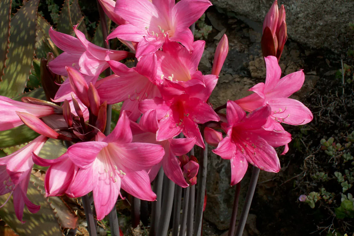 Amaryllis Belladonna Amaryllis Belladonna
