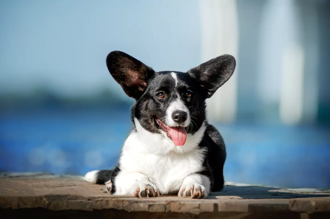 The Welsh Corgi a Welsh Icon