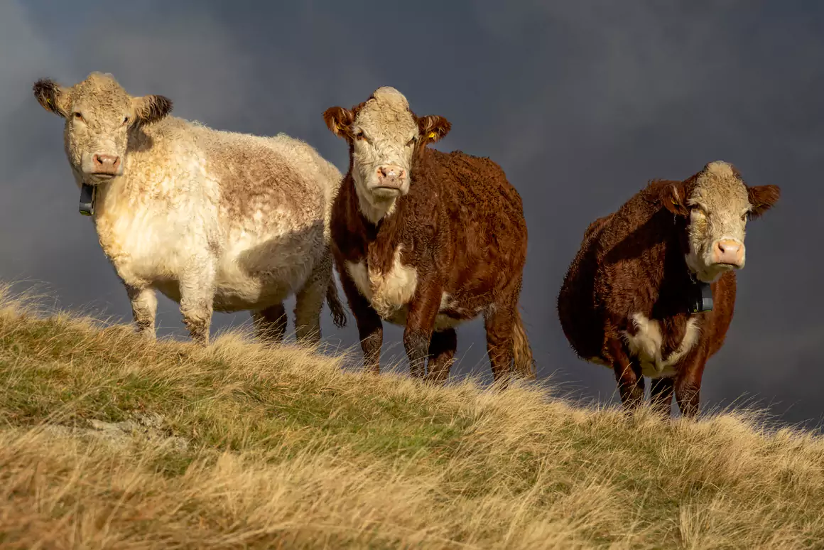 Cattle With the Best Views