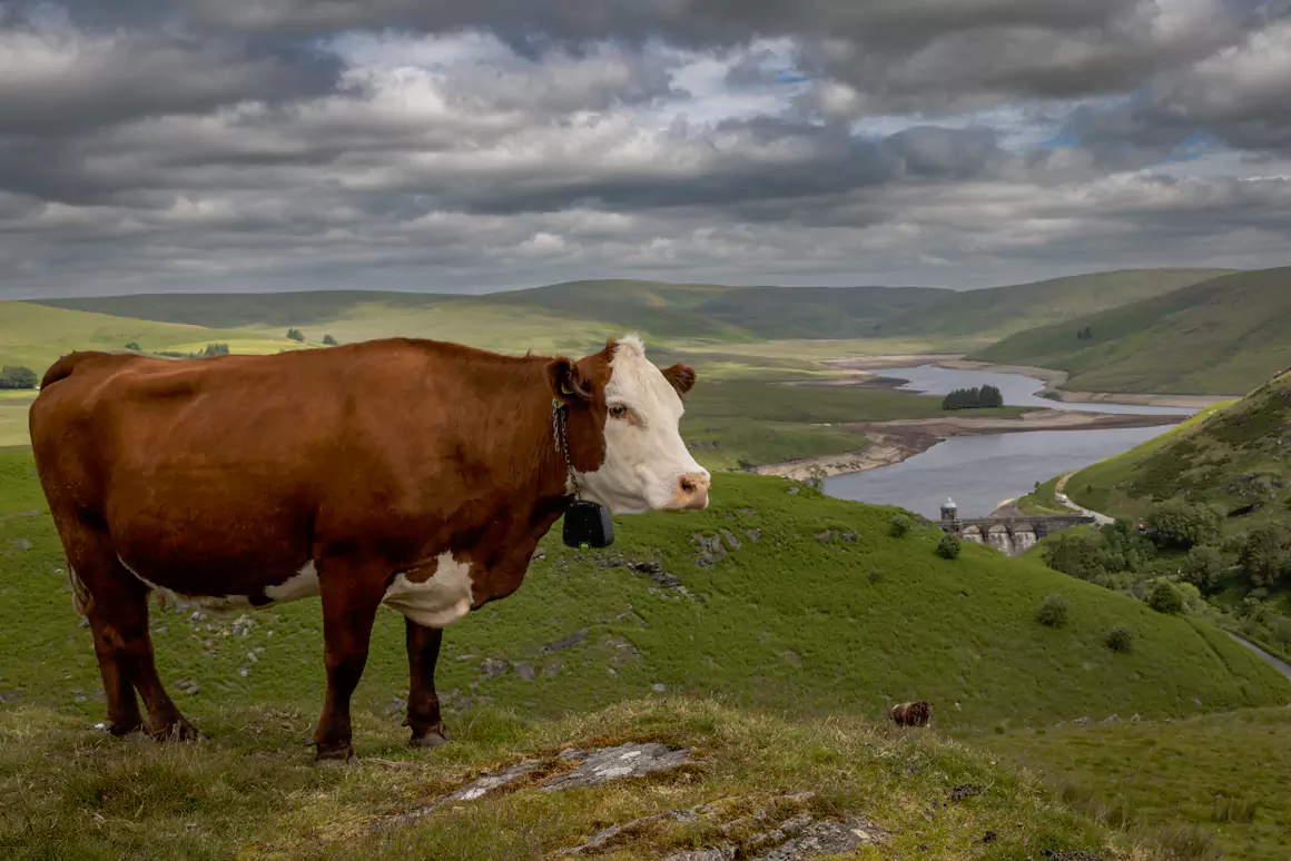 Cattle With the Best Views