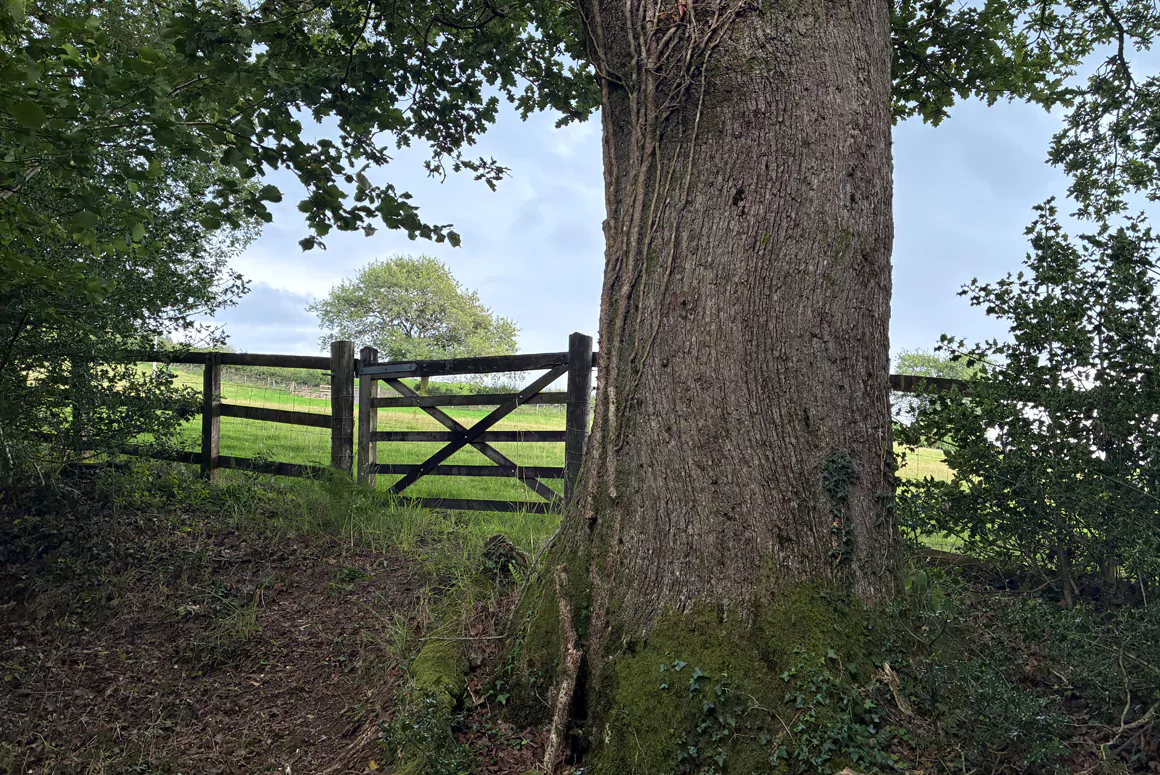 Coed Cae Farm