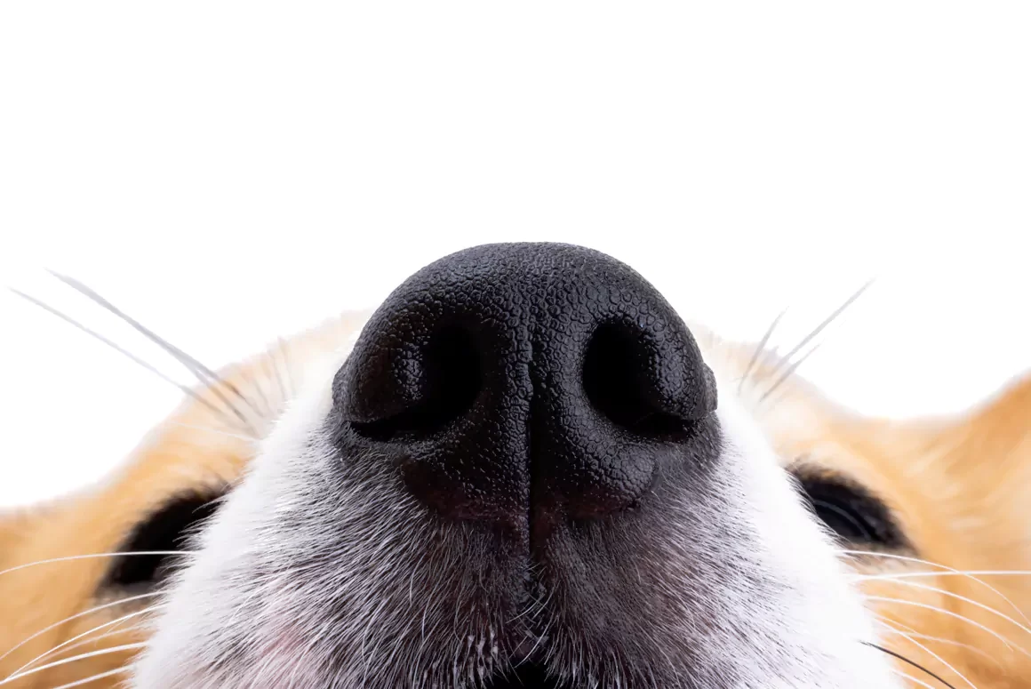 The Welsh Corgi a Welsh Icon