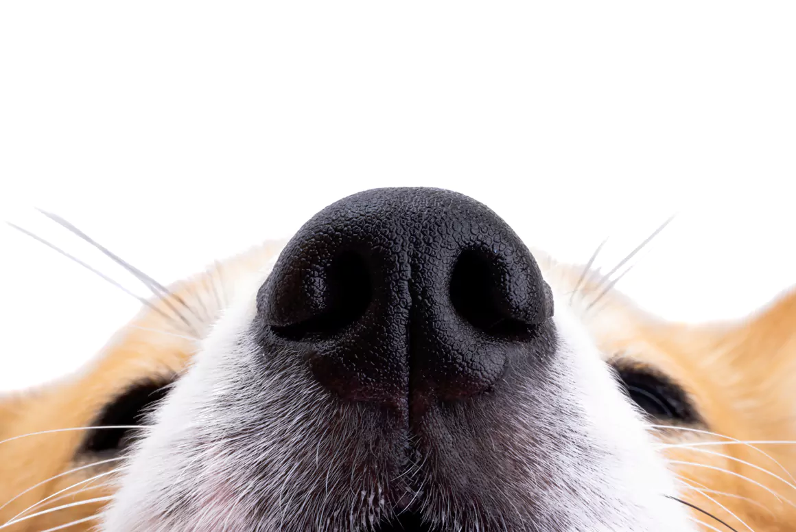 The Welsh Corgi a Welsh Icon