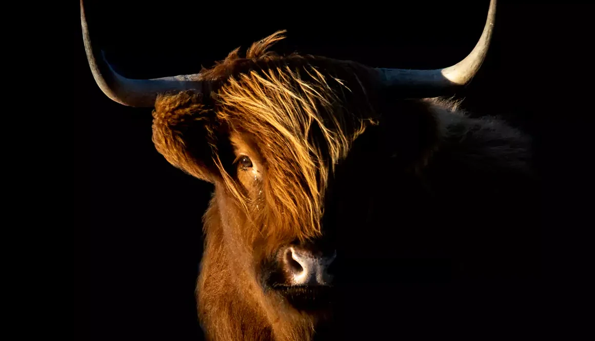 Cattle With the Best Views