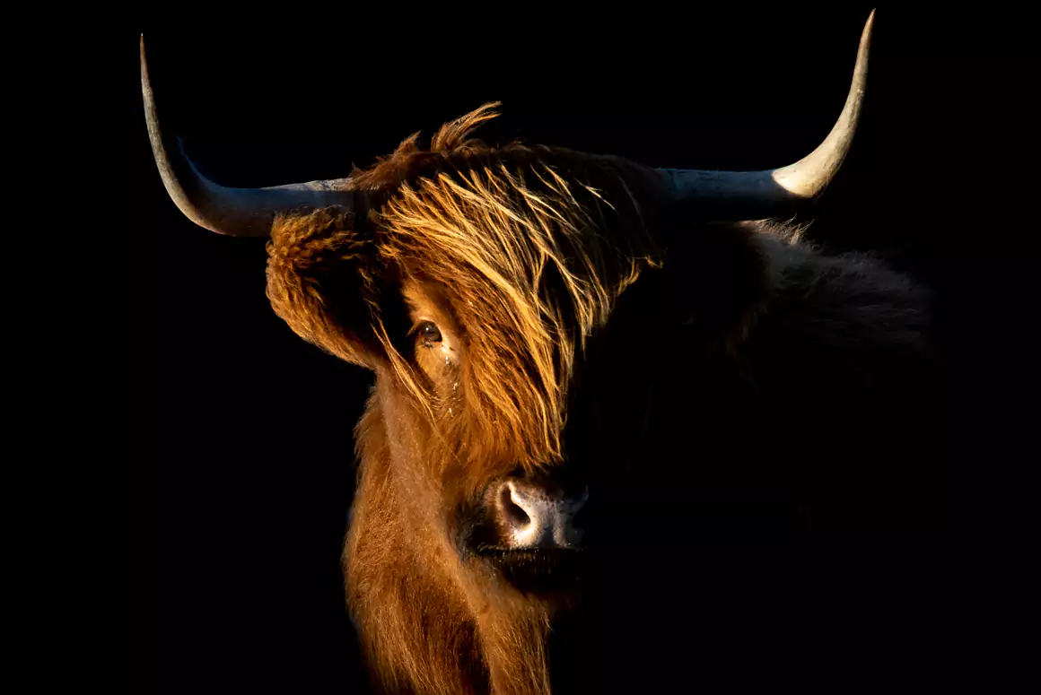 Cattle With the Best Views