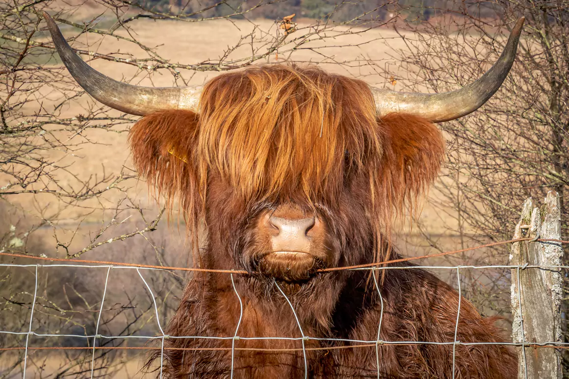 Cattle With the Best View