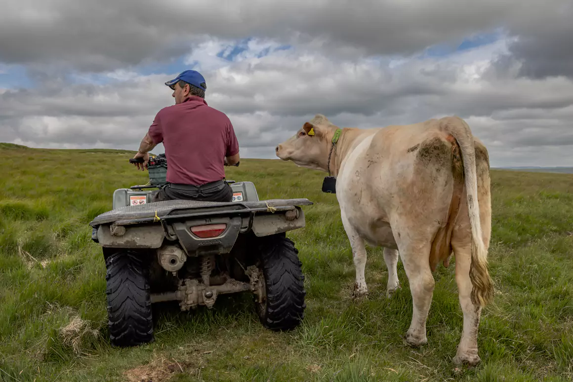 Cattle With the Best View