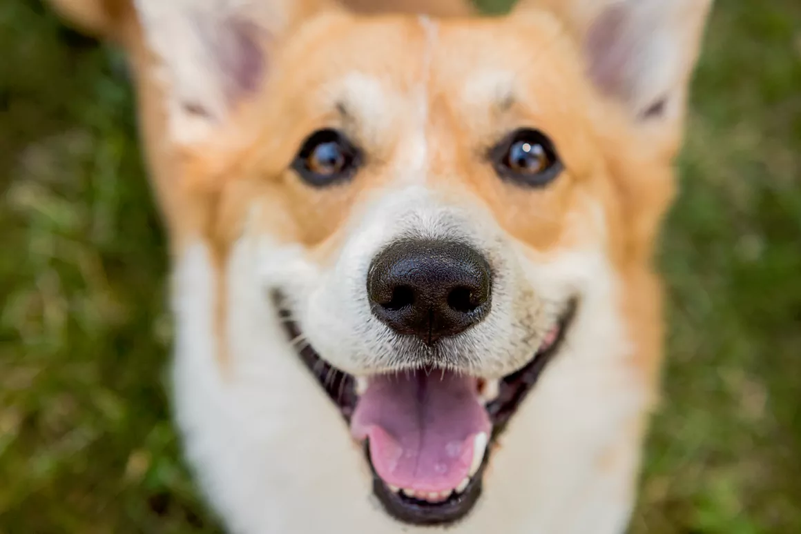 The Welsh Corgi a Welsh Icon