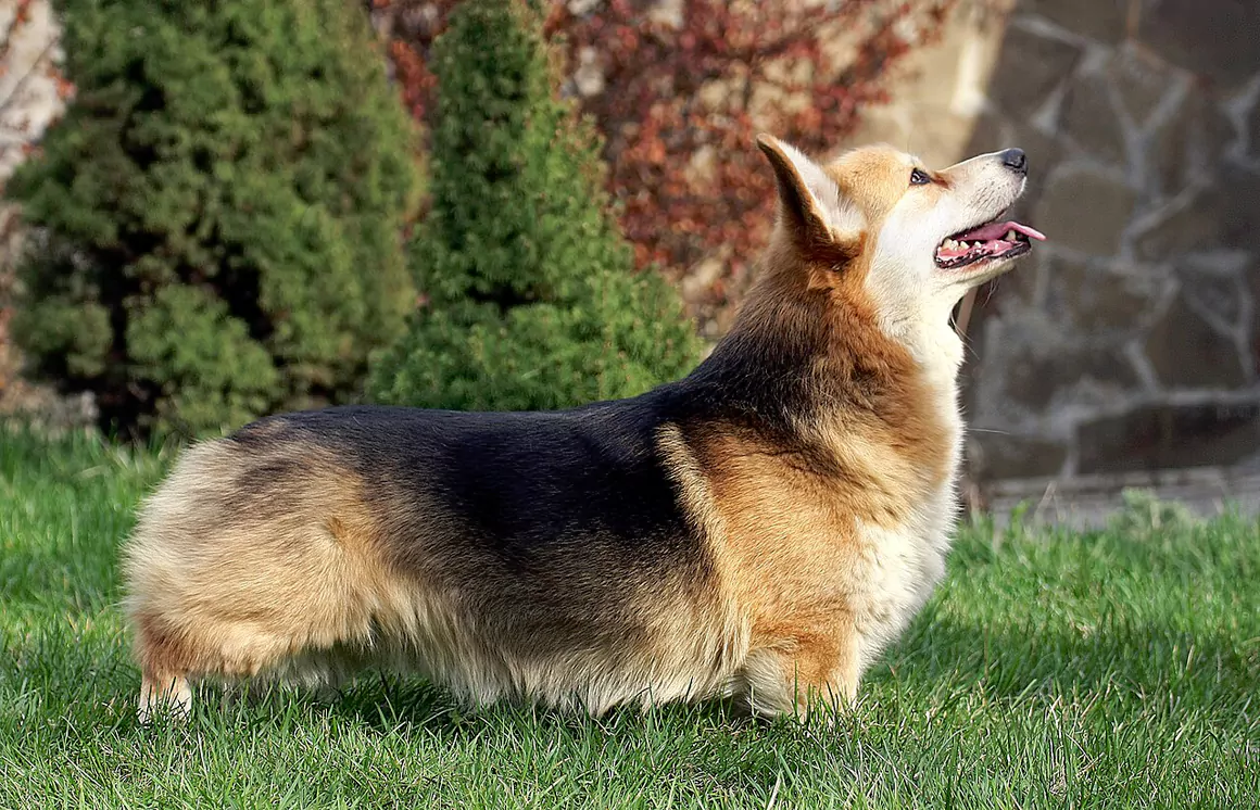 The Welsh Corgi a Welsh Icon