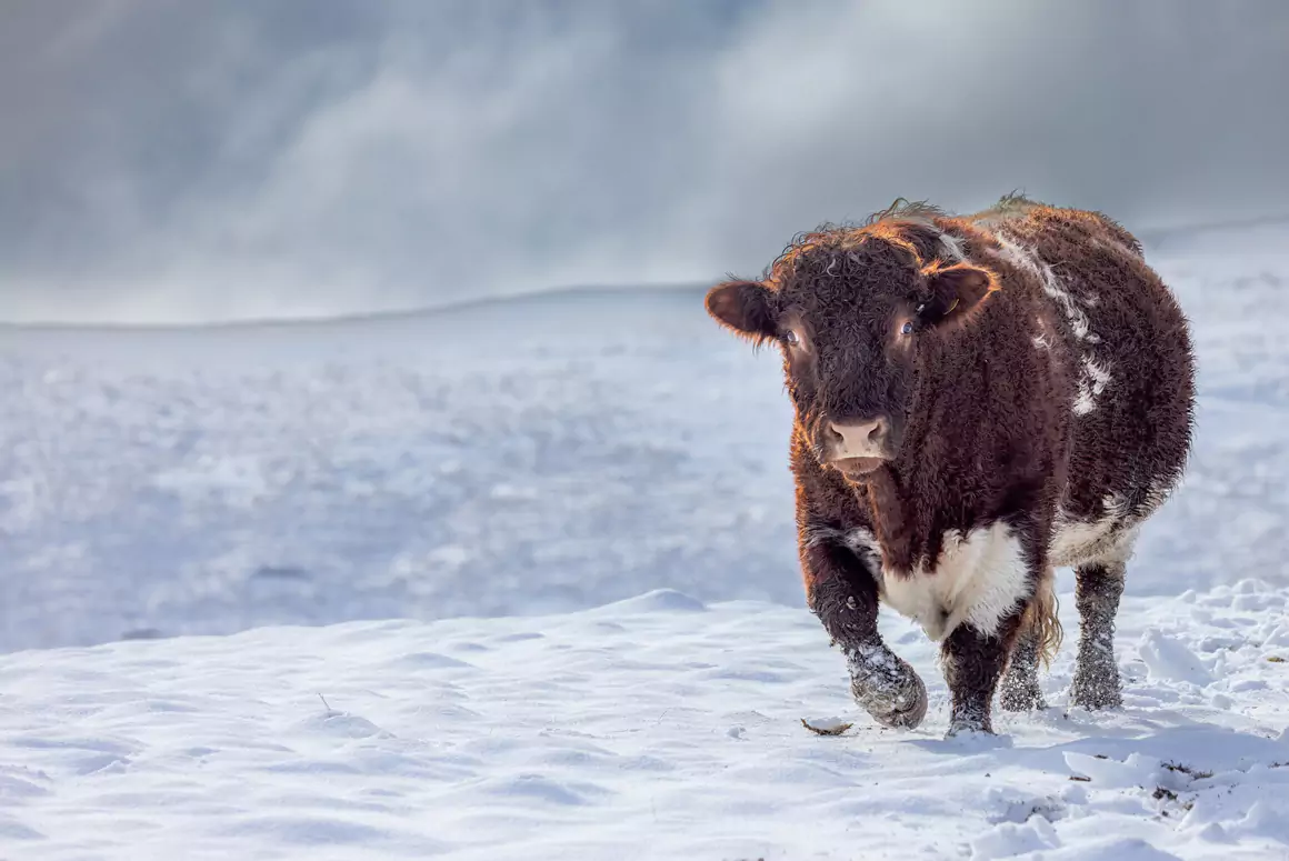 Cattle With the Best View