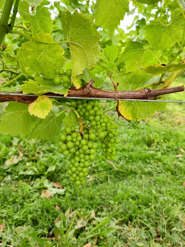Velfrey Vineyard