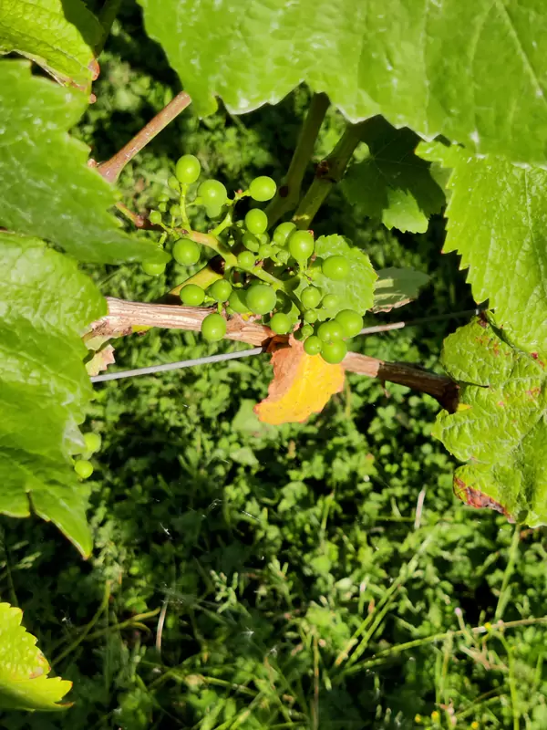 Velfrey Vineyard