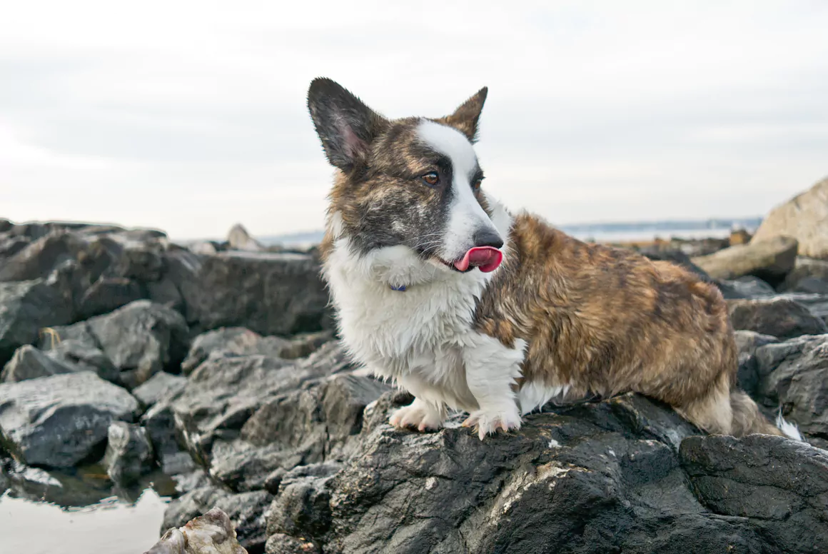 The Welsh Corgi a Welsh Icon