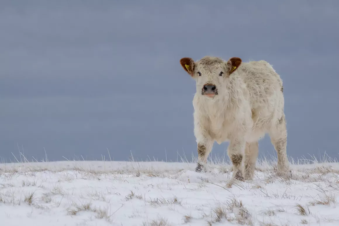 Cattle With the Best Views