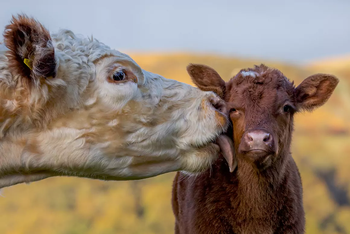 Cattle With the Best View
