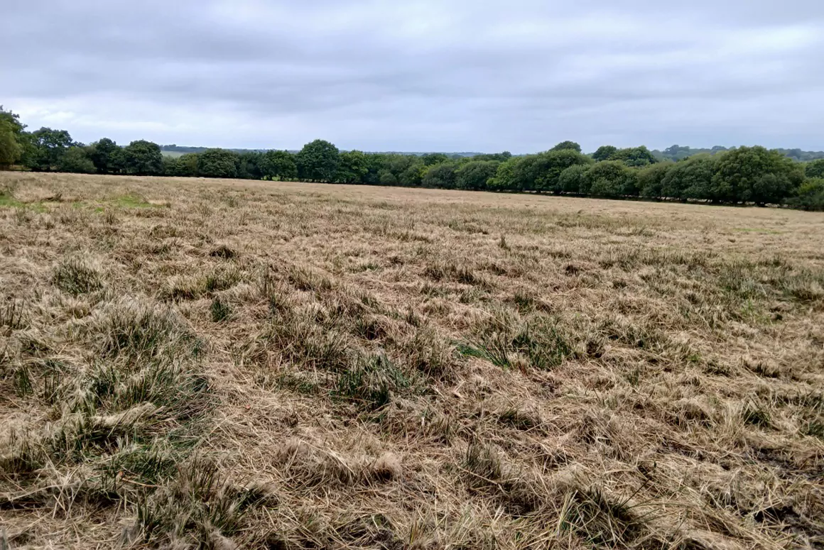 Clyne Common, Swansea, Saved From Housing Development