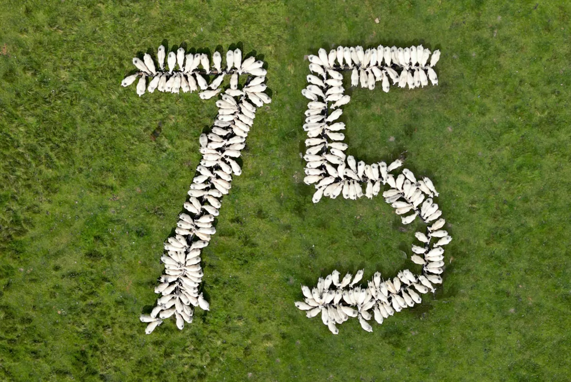 75 anniversary sheep