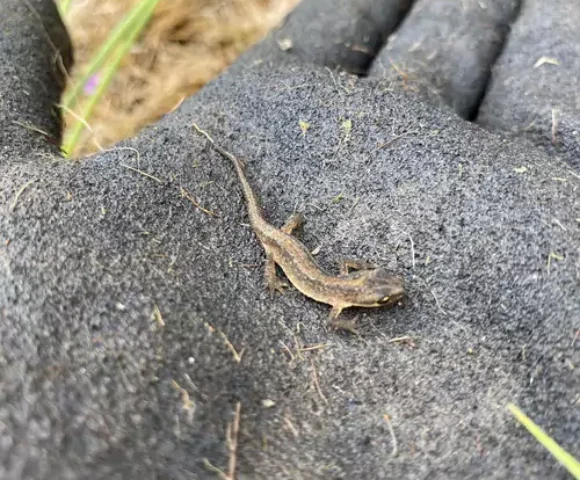 News from North Wales River Trusts