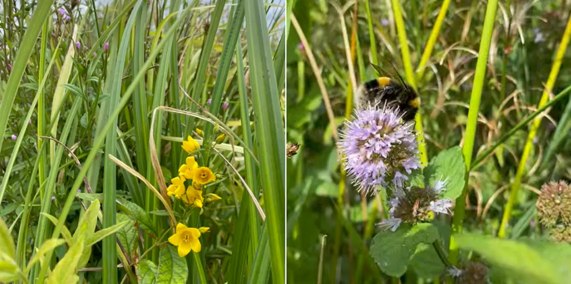 News from North Wales River Trusts