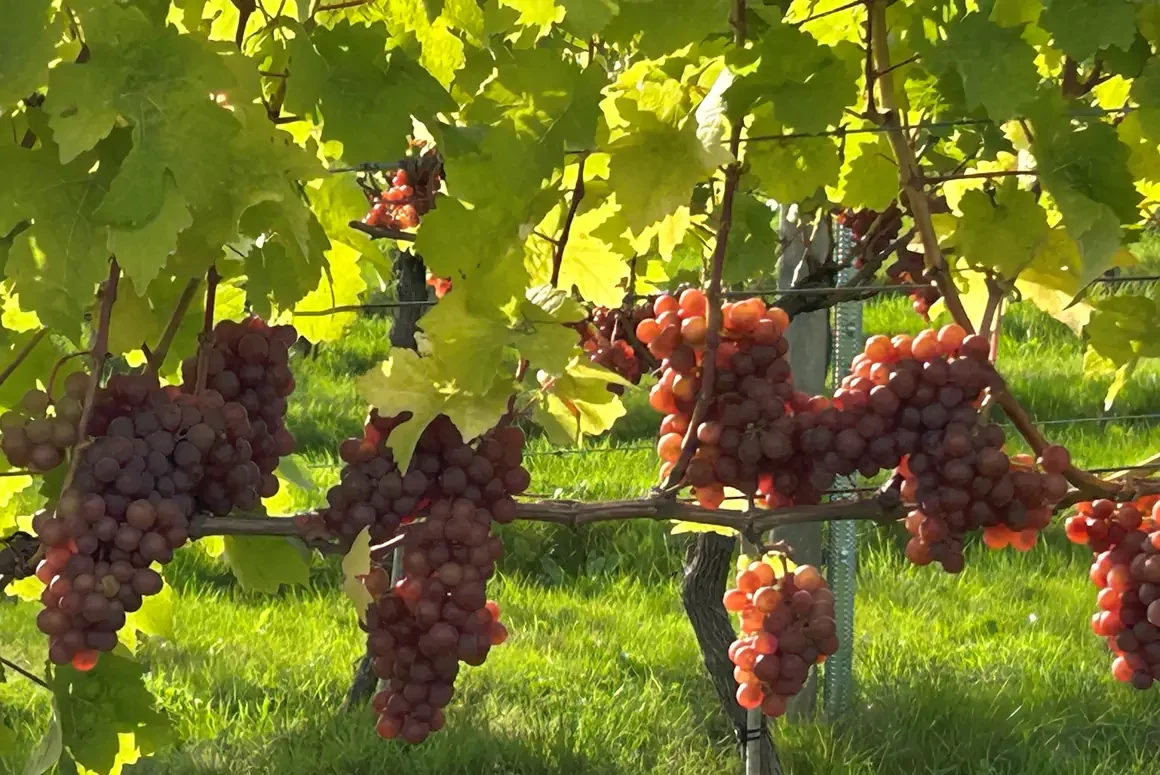 White Castle Harvest is on the Horizon White Castle Harvest is on the Horizon