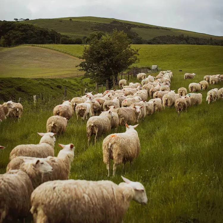 Introducing Gwennol - A Fresh Sheep’s Milk Cheese