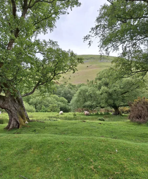 Lines of the Land: An Artist’s Journey through Wales