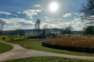 Historic Oak Tree Handed Second Chance at Life