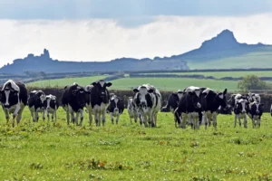 Questions Over New Dairy Regulations as Farmers Face Milk Price Cuts