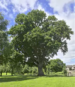 Historic Oak Tree Handed Second Chance at Life