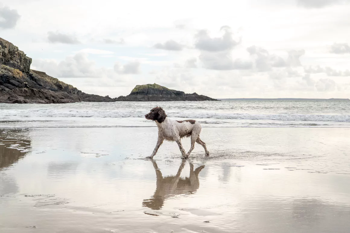 Gift the Joy of a Dog-Friendly Getaway