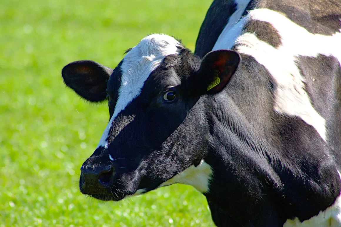 cow-4984731_1280 NFU Cymru Supports Move on Bovine TB Restrictions