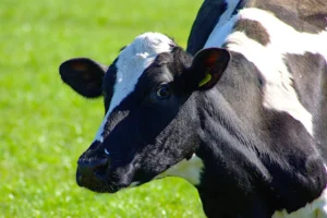 NFU Cymru Supports Move on Bovine TB Restrictions