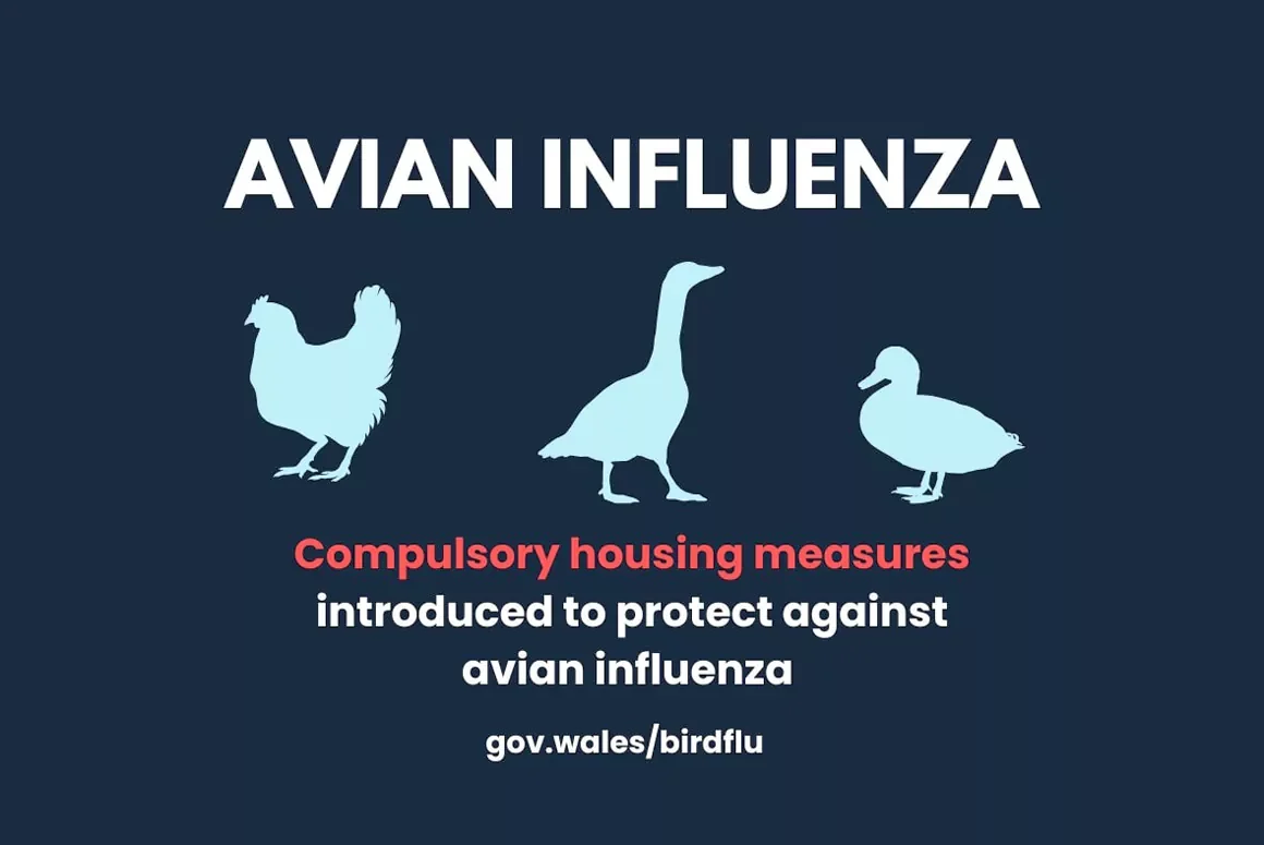 Compulsory Housing Introduced to Protect Against Avian Influenza