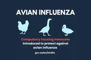 Compulsory Housing Introduced to Protect Against Avian Influenza