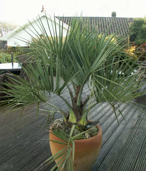 Butia capitata, the Jelly Palm