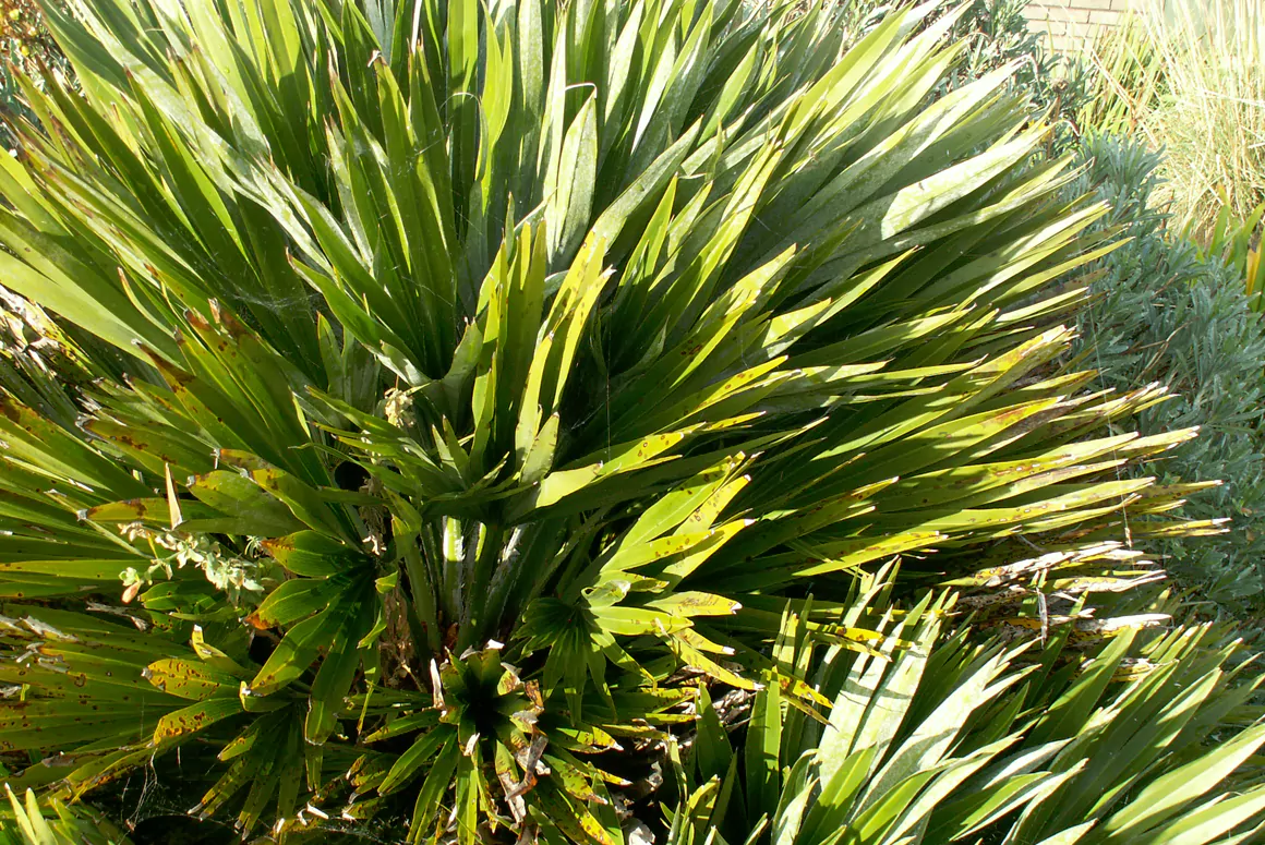 Chamaerops humilis ‘Vulcano’