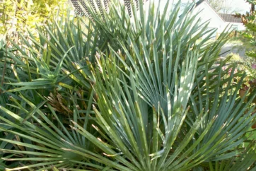 Chamaerops humilis var. argentea