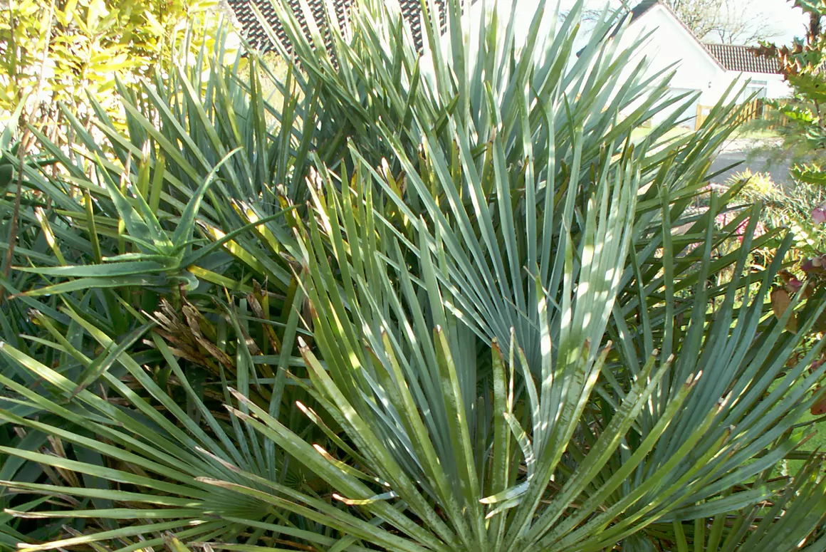 Chamaerops humilis var. argentea