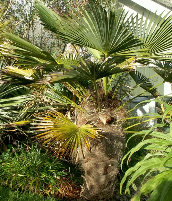 Trachycarpus wagnerianus