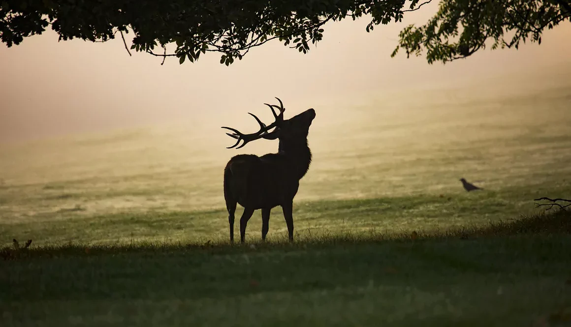Broad Support for Lethal Control of Wild Deer
