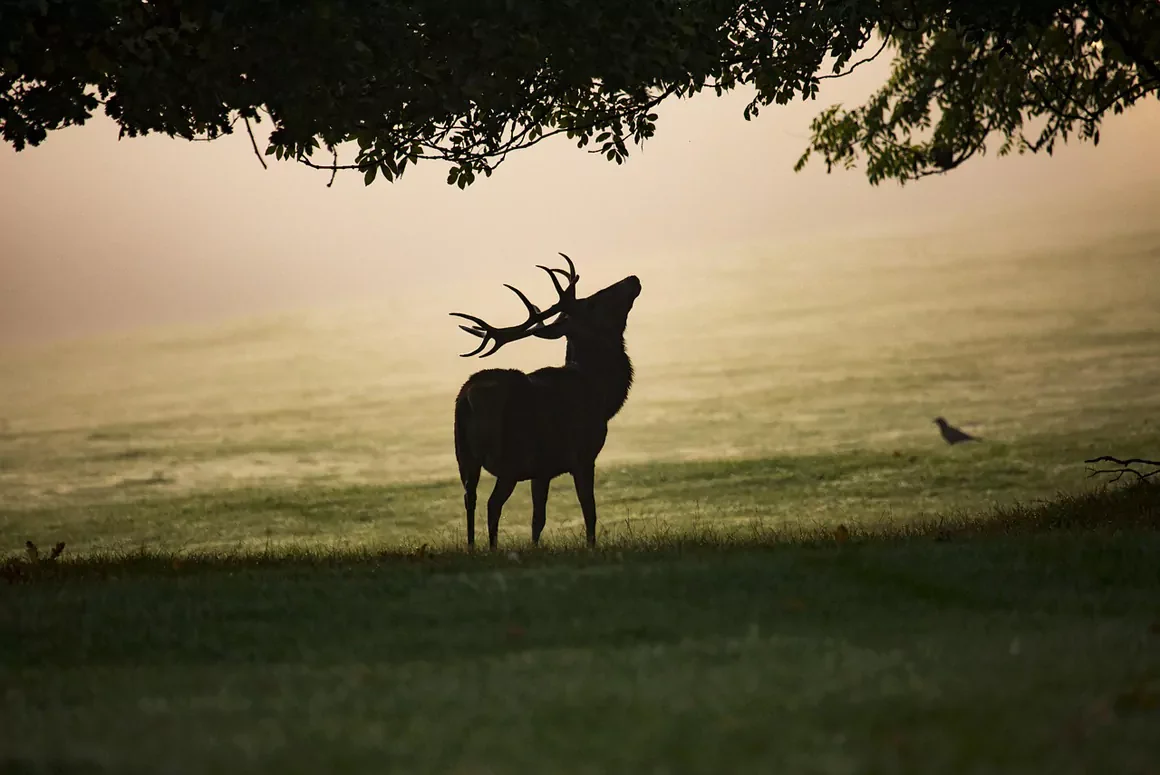 Broad Support for Lethal Control of Wild Deer