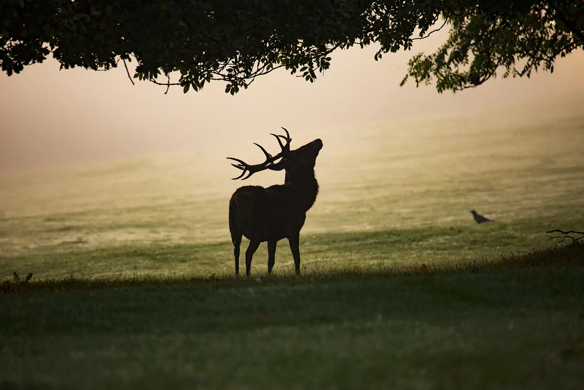 Broad Support for Lethal Control of Wild Deer