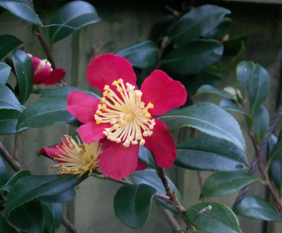 Camellia x vernalis ‘Yuletide’