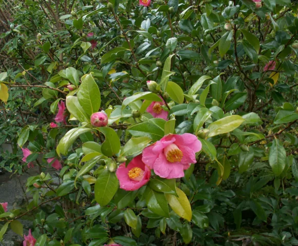 Camellia x williamsii 'St Ewe'