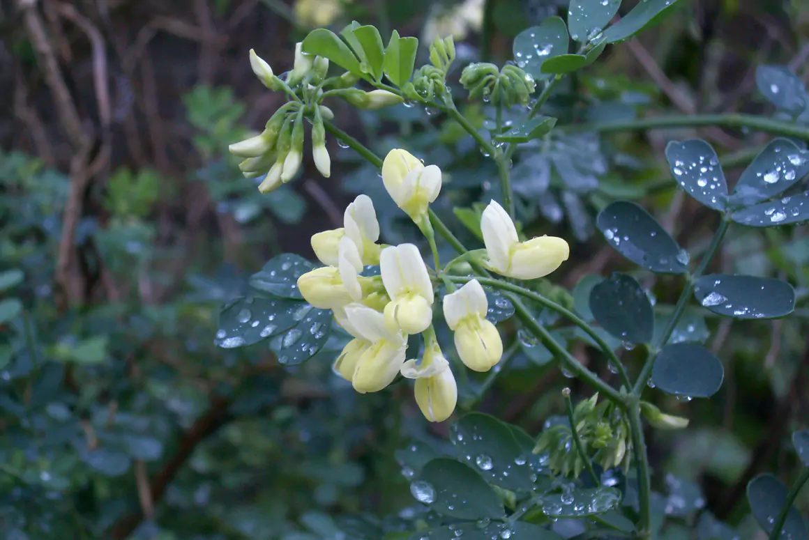 Coronilla valentina glauca ‘Citrina’’