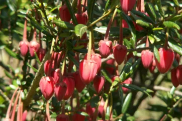 Crinodendron hookerianum