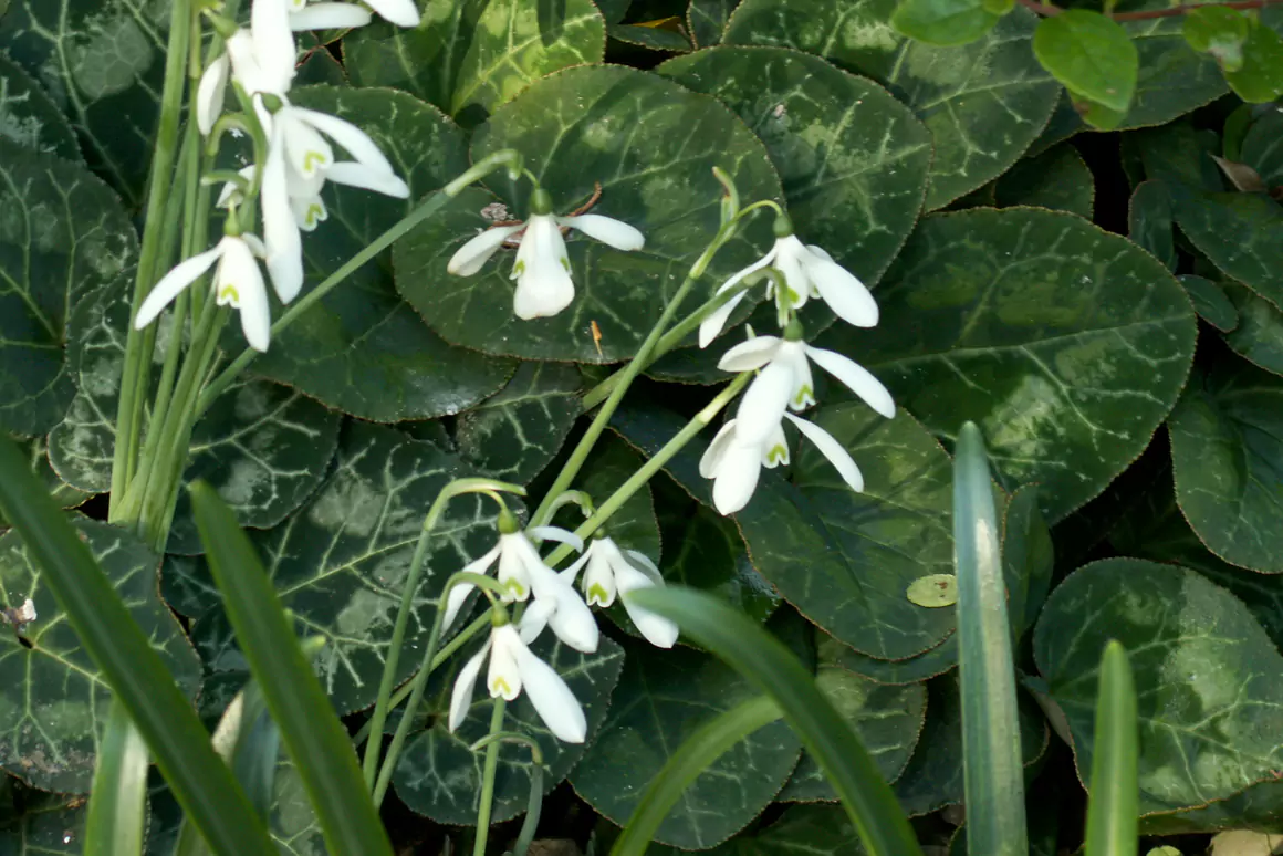 Galanthus regina-olgae’